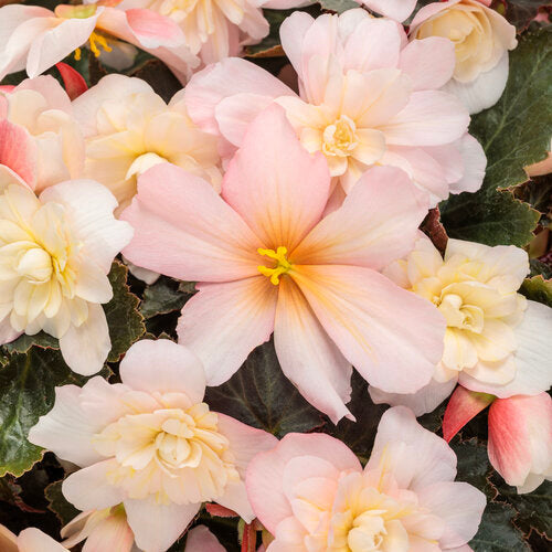 Double Delight® Appleblossom Begonia | Proven Winners®