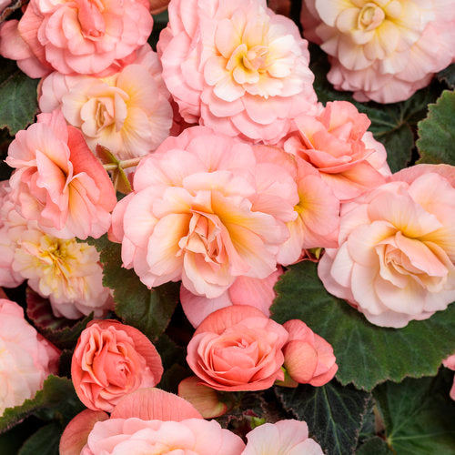 Double Delight Blush Rose Begonia | Proven Winners®