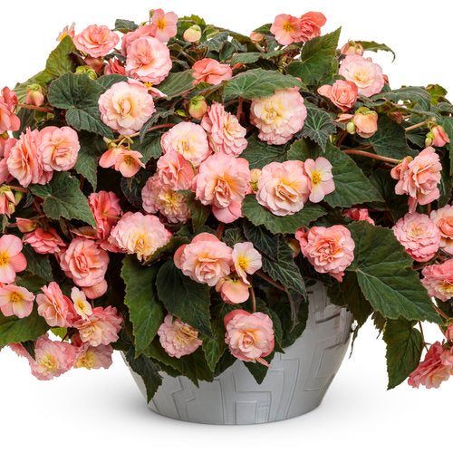 Double Delight Blush Rose Begonia | Proven Winners®