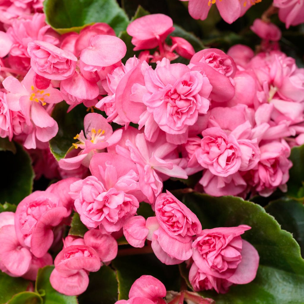 Double Up™ Pink Begonia | Proven Winners®