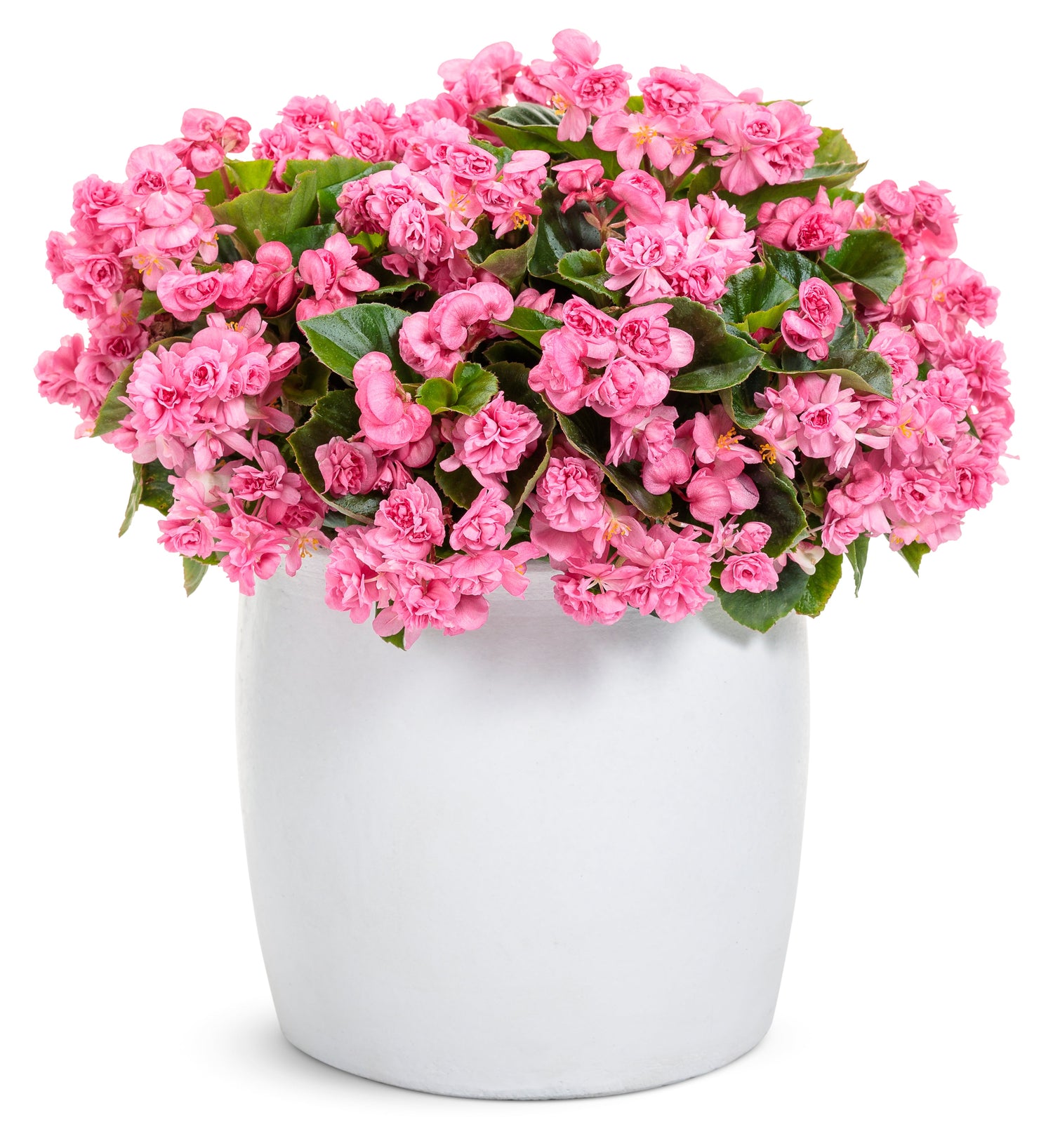 Double Up™ Pink Begonia | Proven Winners®
