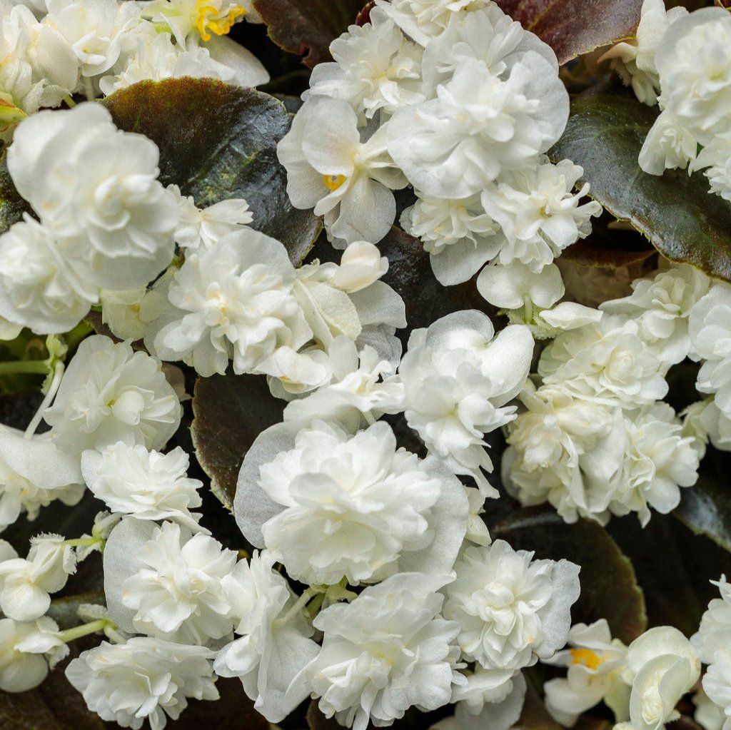 Double Up™ White Begonia | Proven Winners®