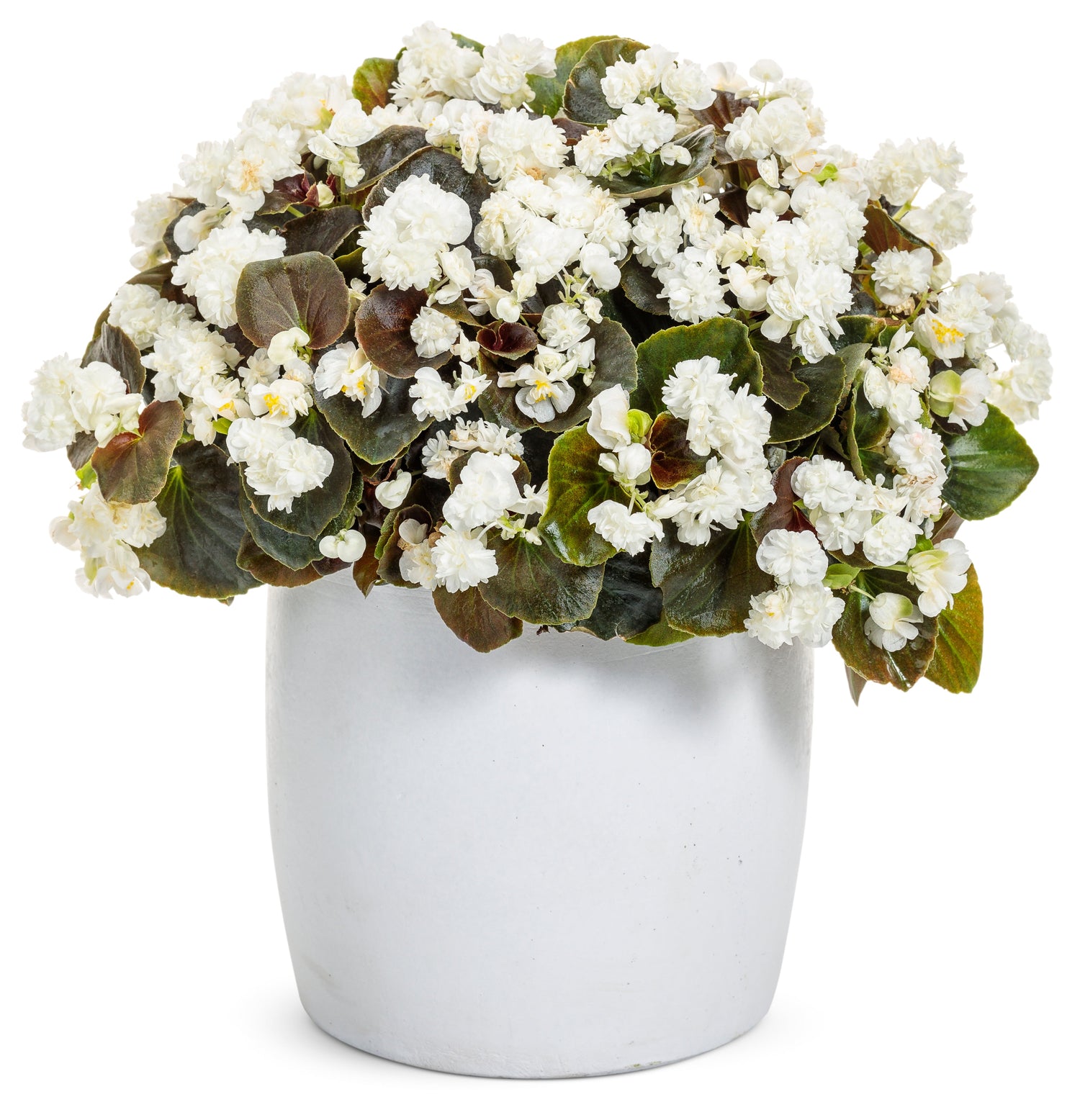 Double Up™ White Begonia | Proven Winners®