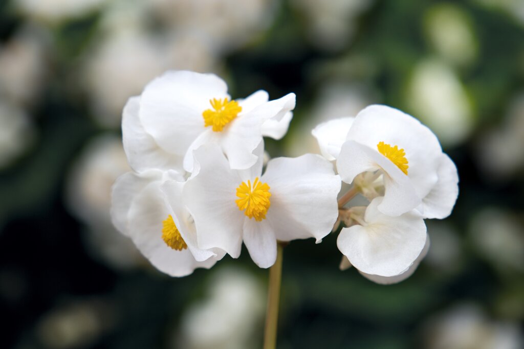 Surefire® White Begonia | Proven Winners®