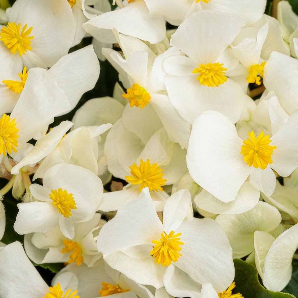 Surefire® White Begonia | Proven Winners®