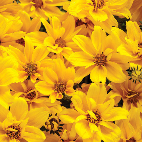 Goldilocks Rocks® Bidens | Proven Winners®