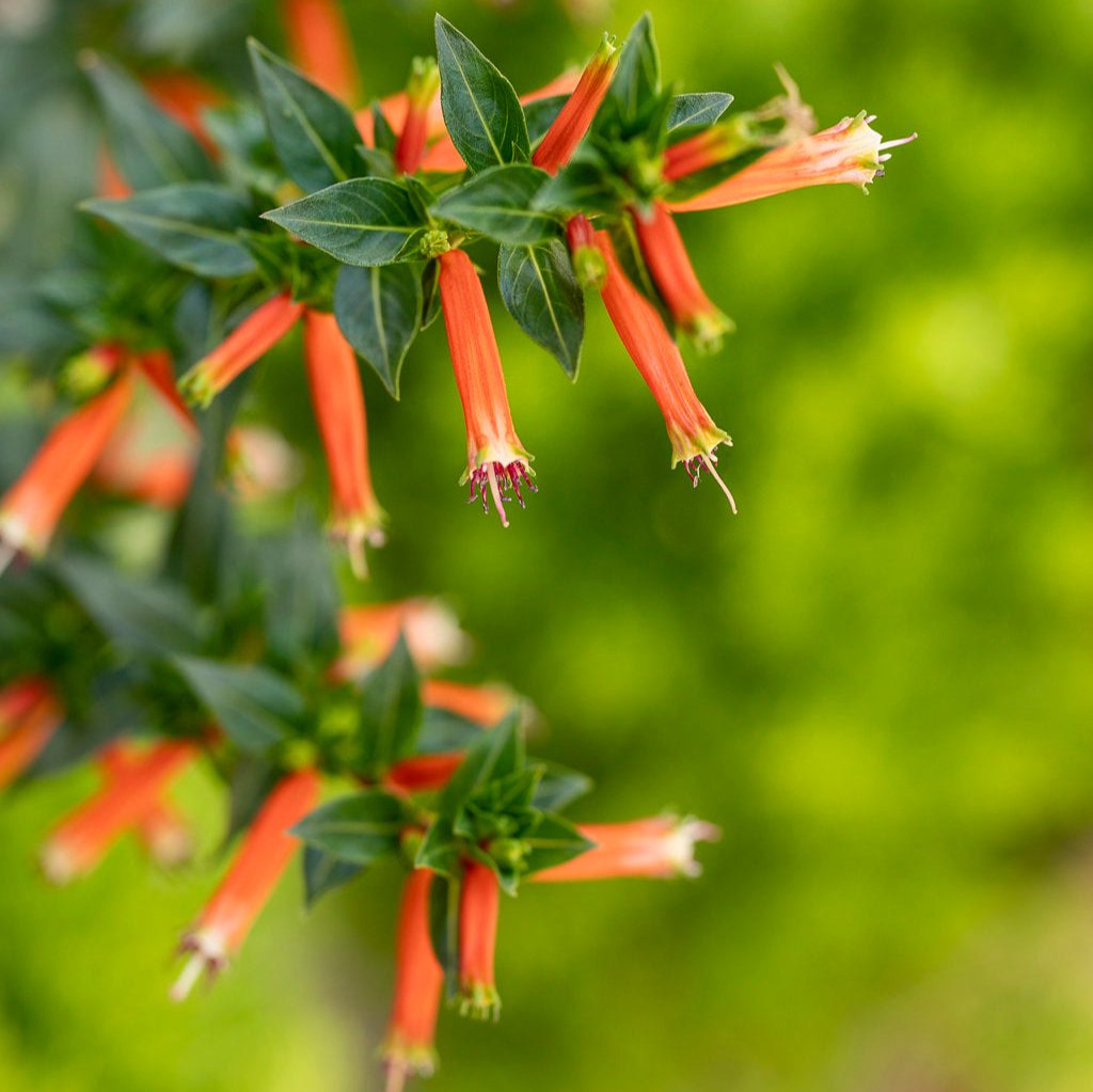 Vermillionaire® Large Firecracker Plant Cuphea | Proven Winners®