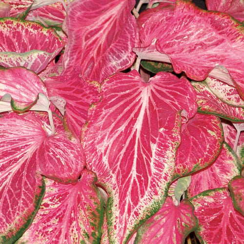 Heart to Heart® Blushing Bride Caladium | Proven Winners®