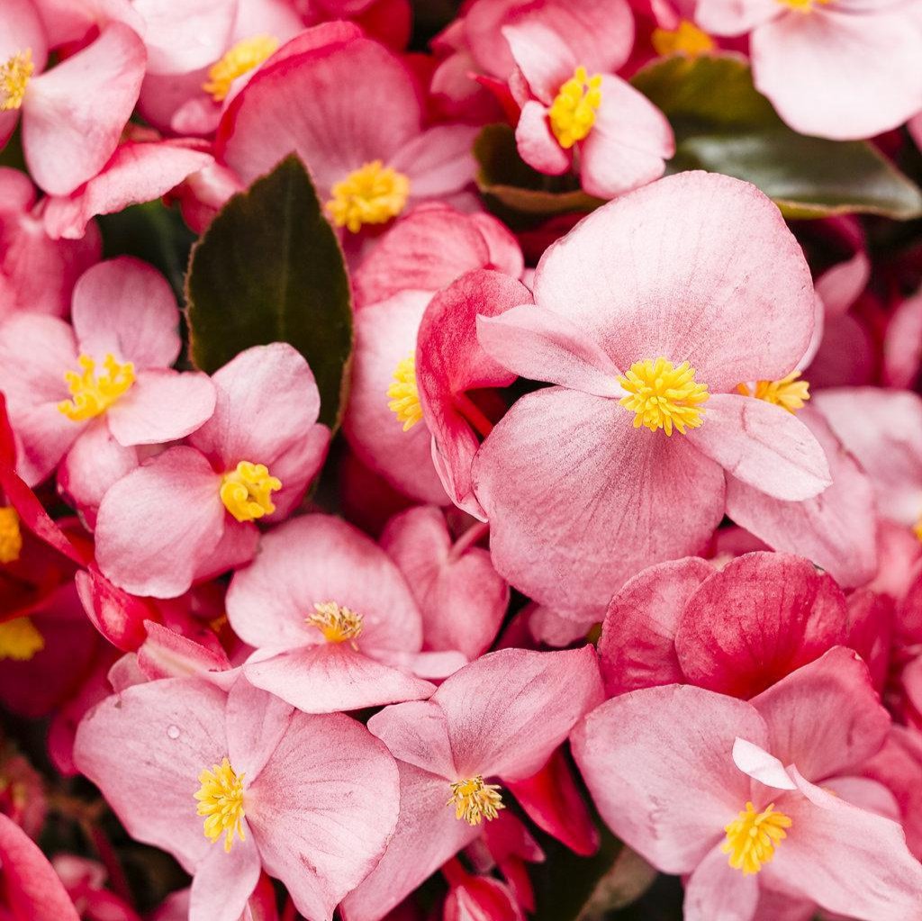 Surefire® Rose Begonia | Proven Winners®