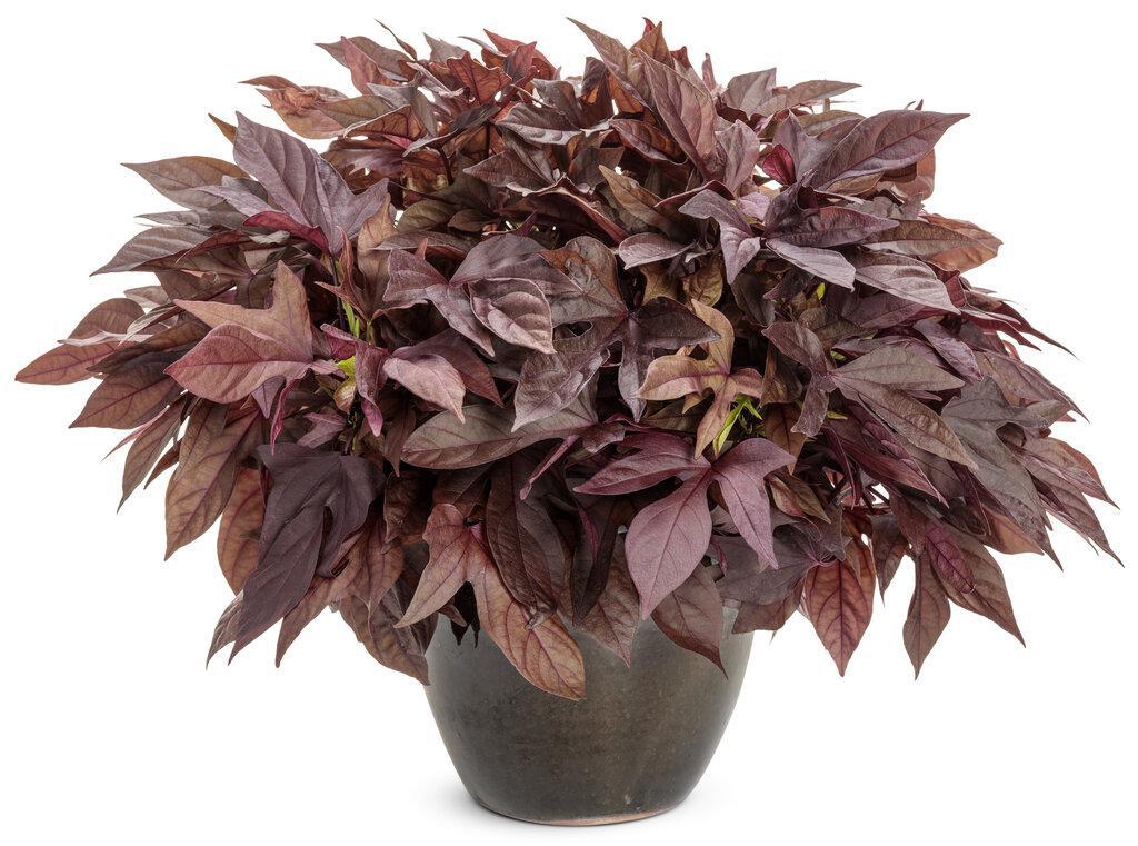 Sweet Caroline Red Hawk™ Ornamental Sweet Potato Vine |