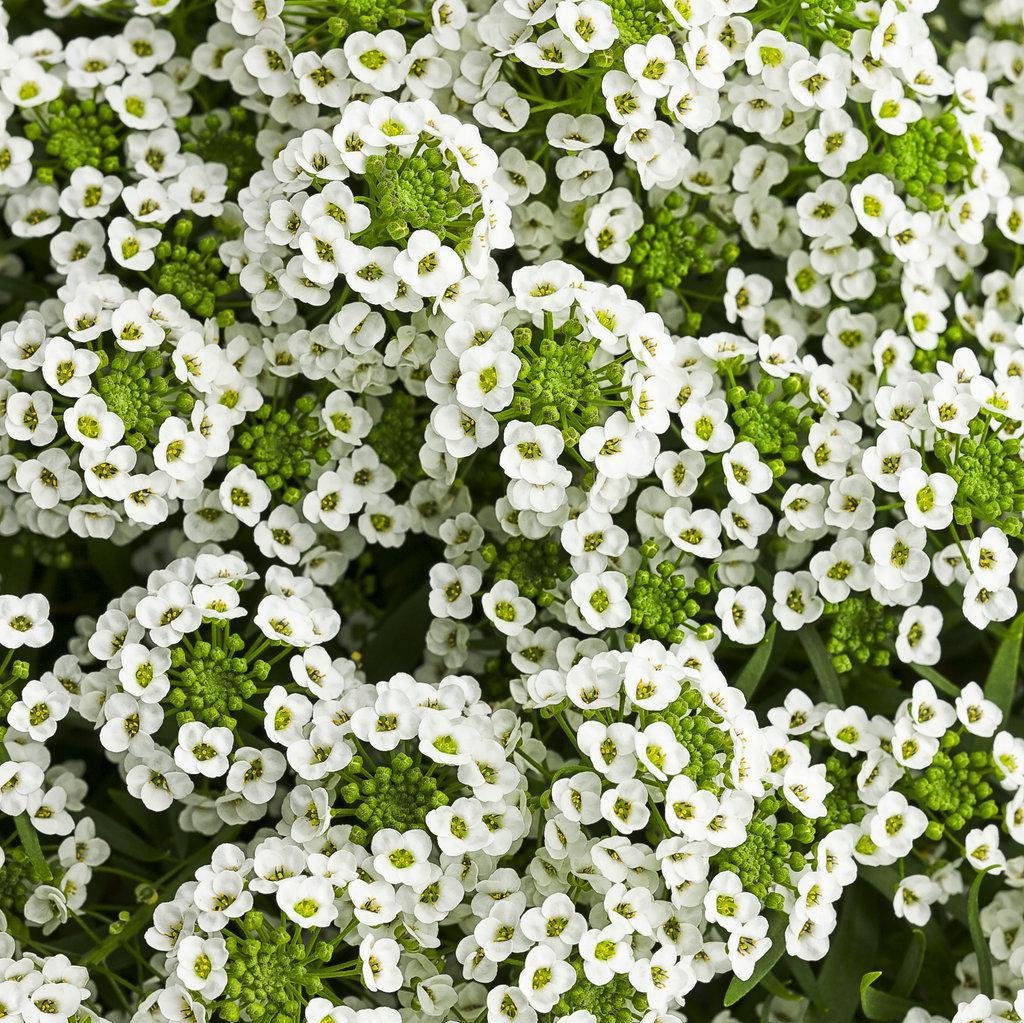White Knight® Sweet Alyssum | Proven Winners®