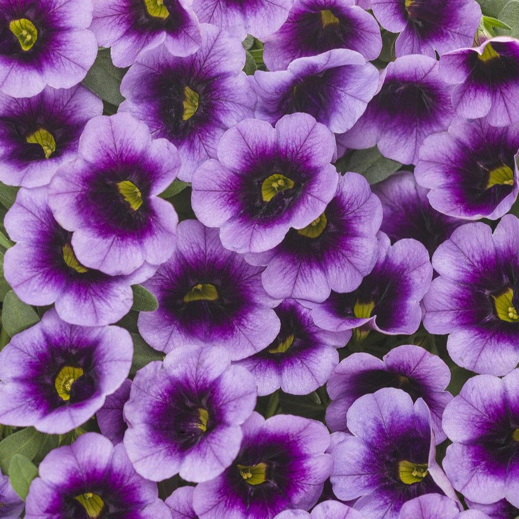 Superbells® Blue Moon Punch™ Calibrachoa | Proven Winners®