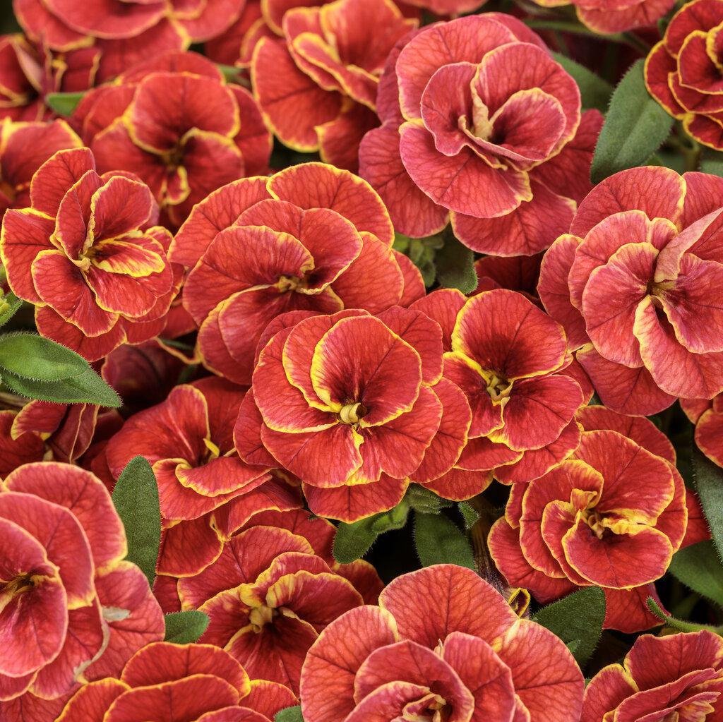 Superbells® Double Redstone™ Double Calibrachoa |Proven Winners®
