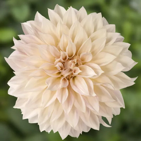Cafe Au Lait' Dahlia | Creekside Champions™