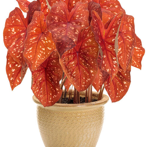 Heart to Heart® Burning Heart Caladium | Proven Winners®