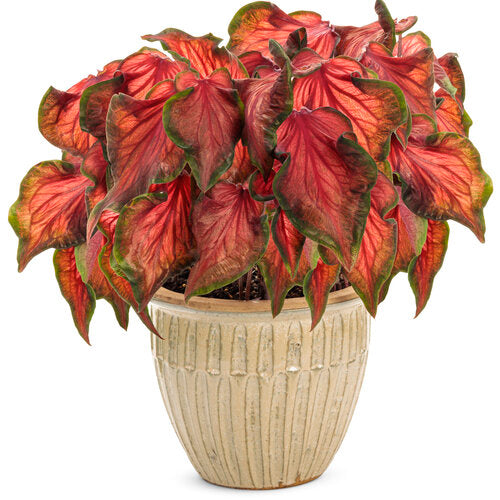 Heart to Heart® Hot 2 Trot Caladium | Proven Winners®