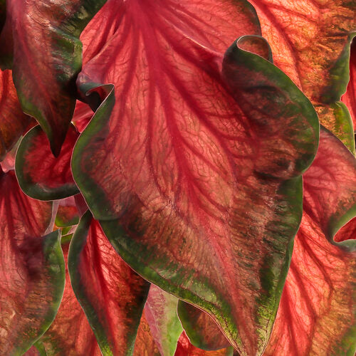 Heart to Heart® Hot 2 Trot Caladium | Proven Winners®