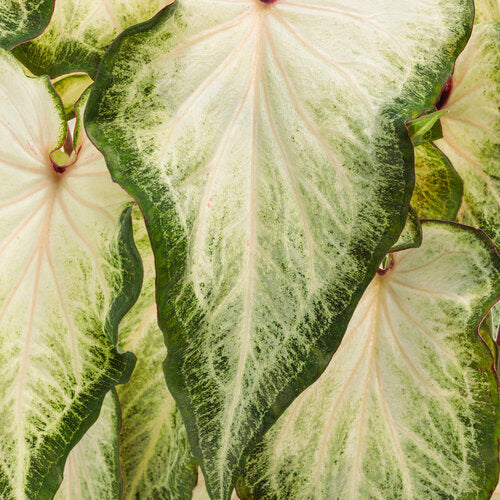 Heart to Heart® White Star Caladium | Proven Winners®
