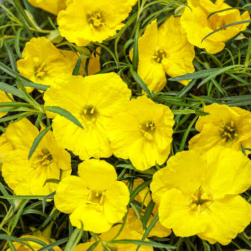 Superlophus™ Sunglow Texas Primrose | Proven Winners®