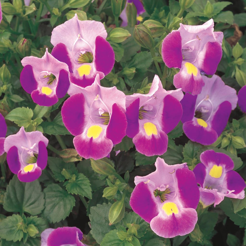Catalina® Pink Torenia | Proven Winners®