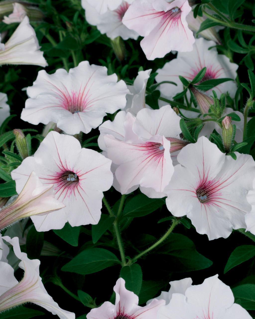 Supertunia Vista® Silverberry Petunia | Proven Winners®