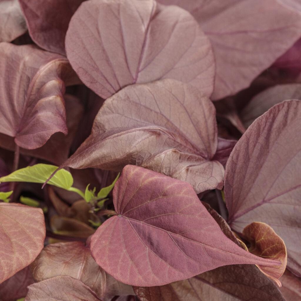 Sweet Caroline Sweetheart Mahogany™ Ornamental Sweet Potato Vine
