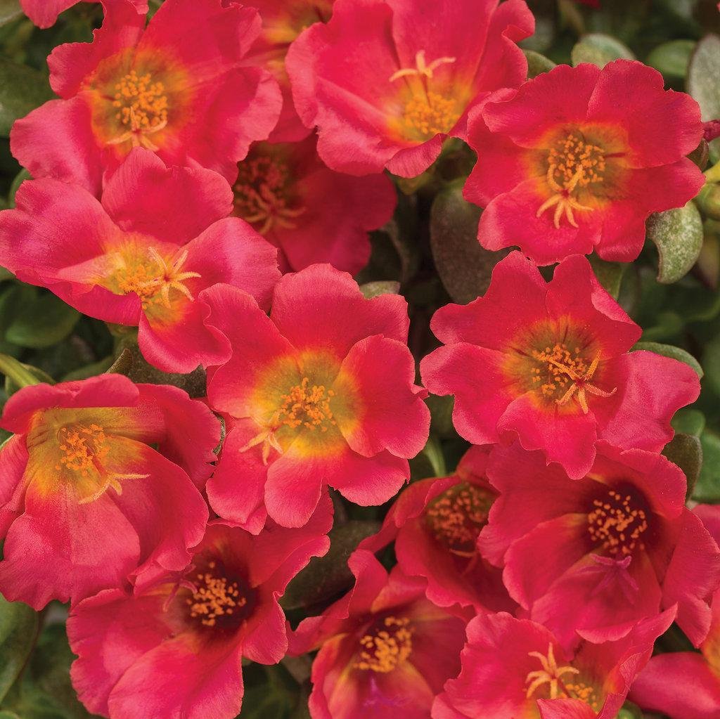 Mojave® Red Portulaca | Proven Winners®