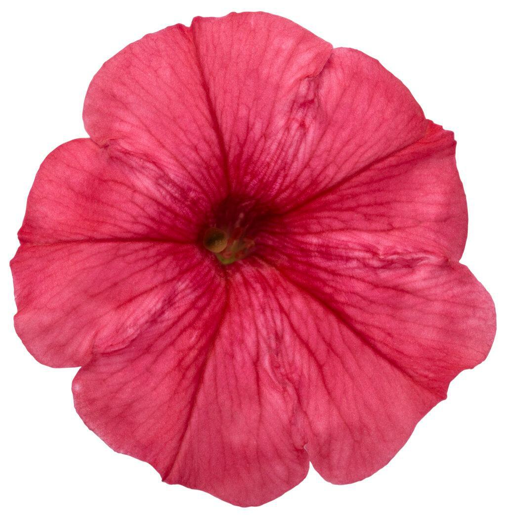 Supertunia Mini Vista® Scarlet Petunia | Proven Winners®