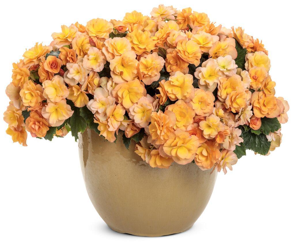 Solenia® Apricot Rieger Begonia | Proven Winners®