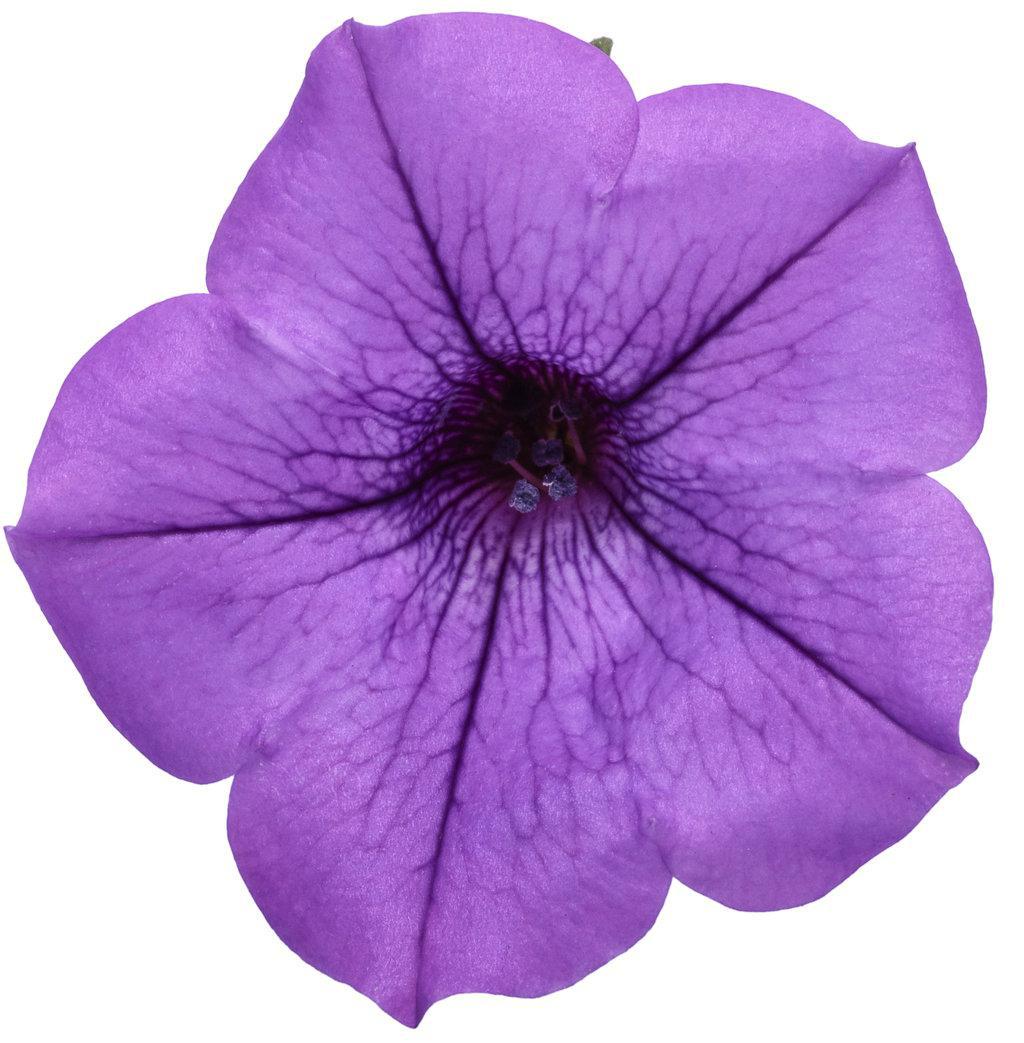 Supertunia Mini Vista® Indigo Petunia | Proven Winners®