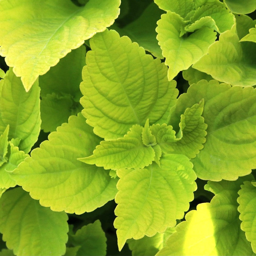 Main Street Chartres Street' Coleus | Creekside Champions™