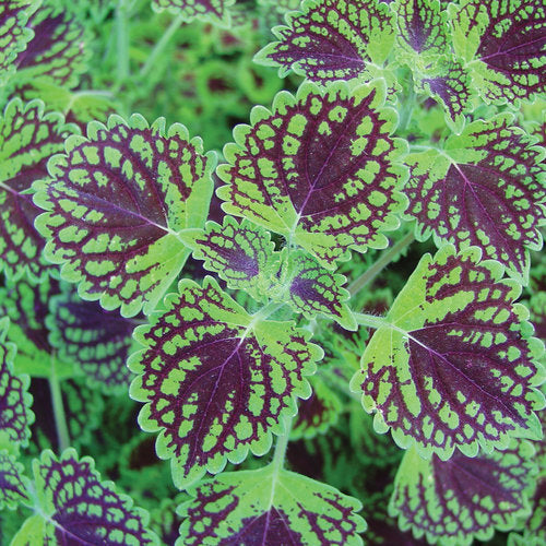 ColorBlaze® Chocolate Drop Coleus | Proven Winners®