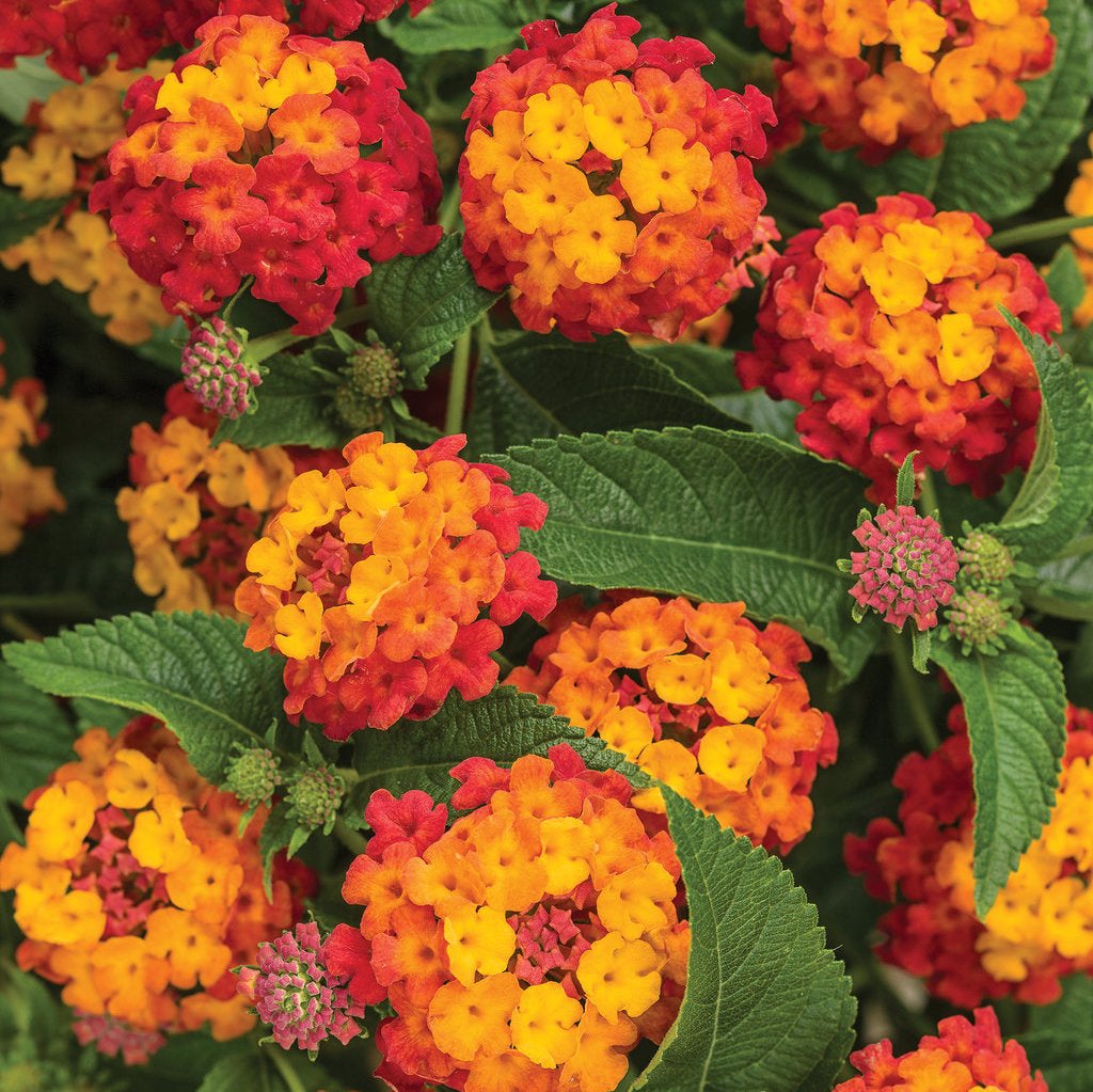 Luscious® Citrus Blend™ Lantana | Proven Winners®