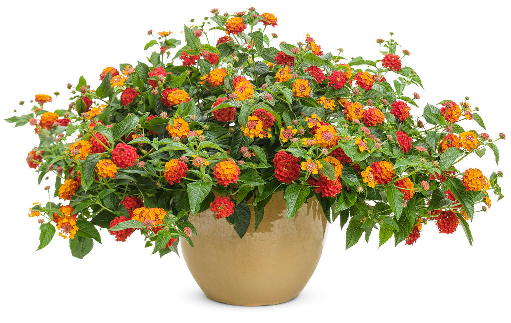 Luscious® Citrus Blend™ Lantana | Proven Winners®