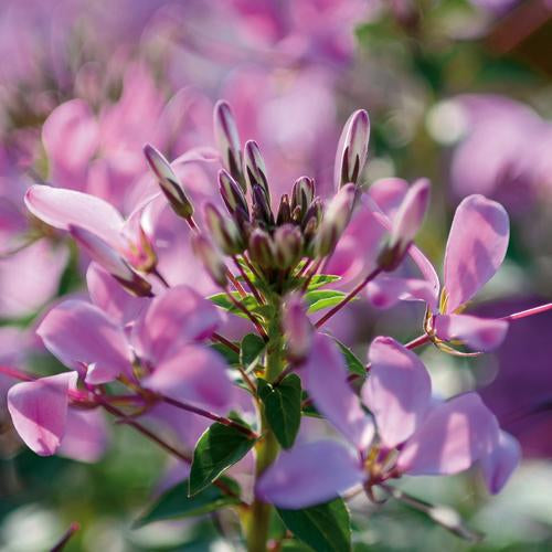 Señorita Rosalita® Cleome | Proven Winners