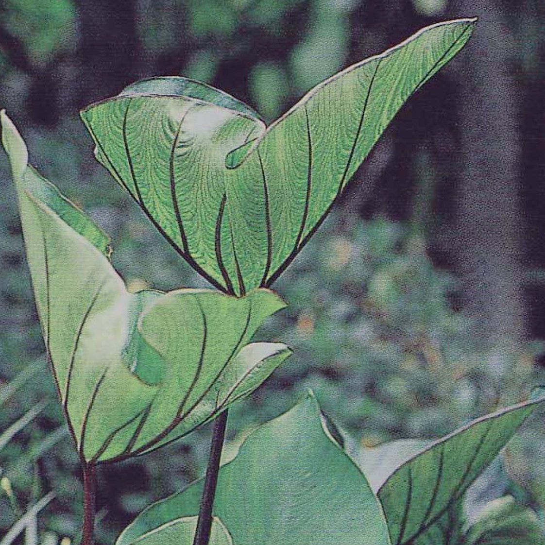 Coffee Cups Elephant's Ear Colocasia | Proven Winners®