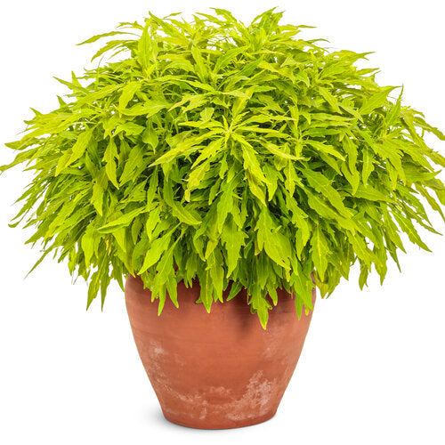 ColorBlaze® Mini Me™ Chartreuse Coleus | Proven Winners®