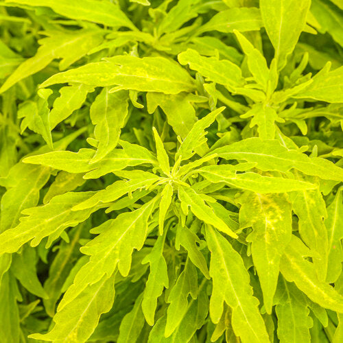 ColorBlaze® Mini Me™ Chartreuse Coleus | Proven Winners®