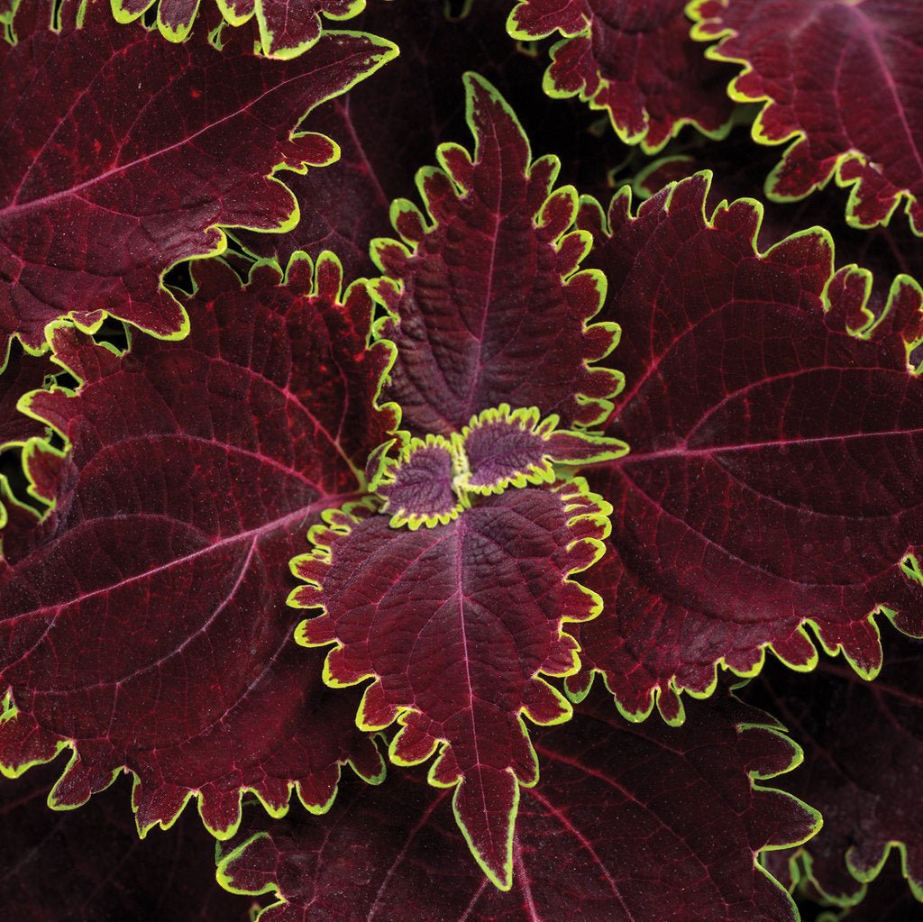 ColorBlaze® Wicked Witch™ Coleus | Proven Winners®