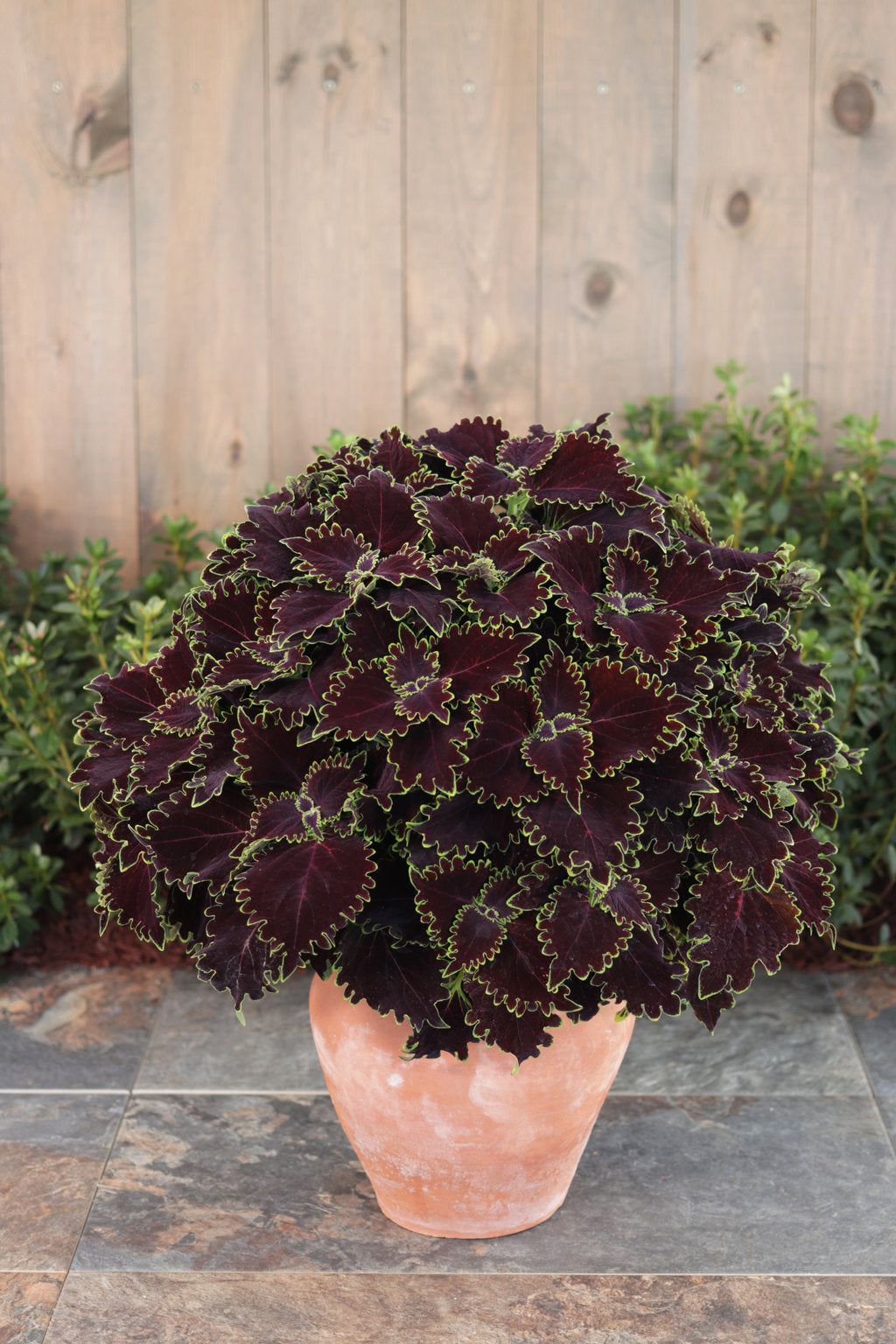 ColorBlaze® Wicked Witch™ Coleus | Proven Winners®