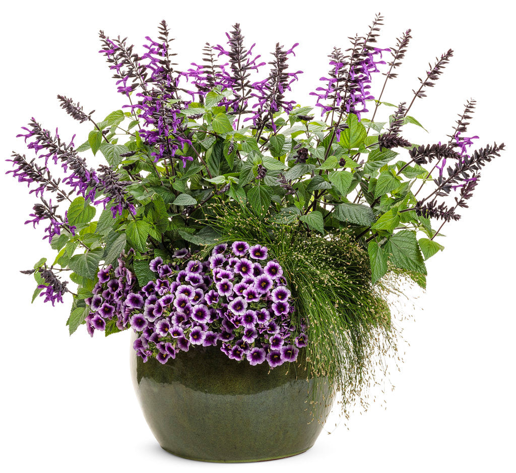 Rockin'® Deep Purple™ Salvia | Proven Winners®