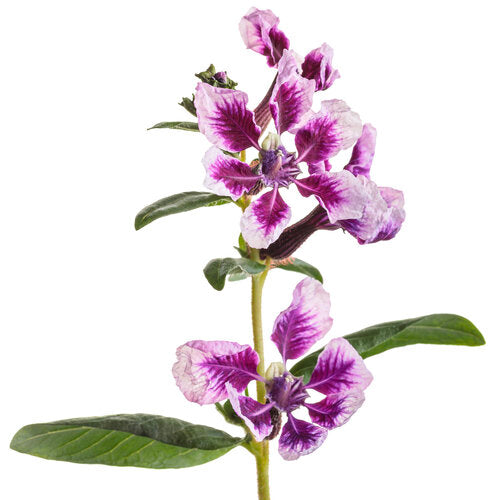 Totally Tempted® Frosted Violets™ Cuphea | Proven Winners®