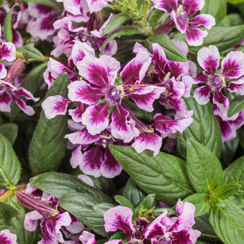 Totally Tempted® Frosted Violets™ Cuphea | Proven Winners®