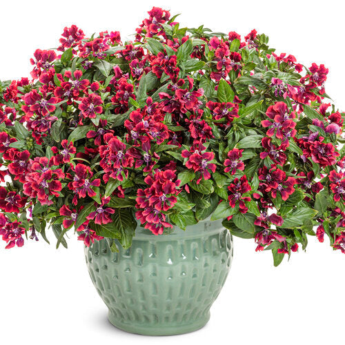 Totally Tempted® Richly Red™ Cuphea | Proven Winners®