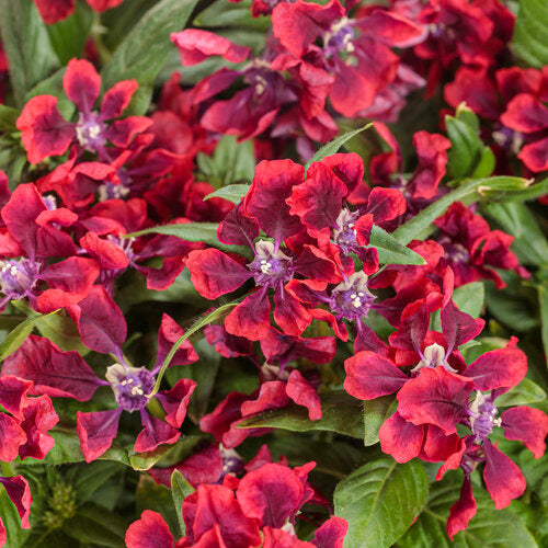 Totally Tempted® Richly Red™ Cuphea | Proven Winners®