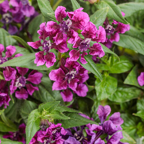 Totally Tempted® Vivid Violet™ Cuphea | Proven Winners®