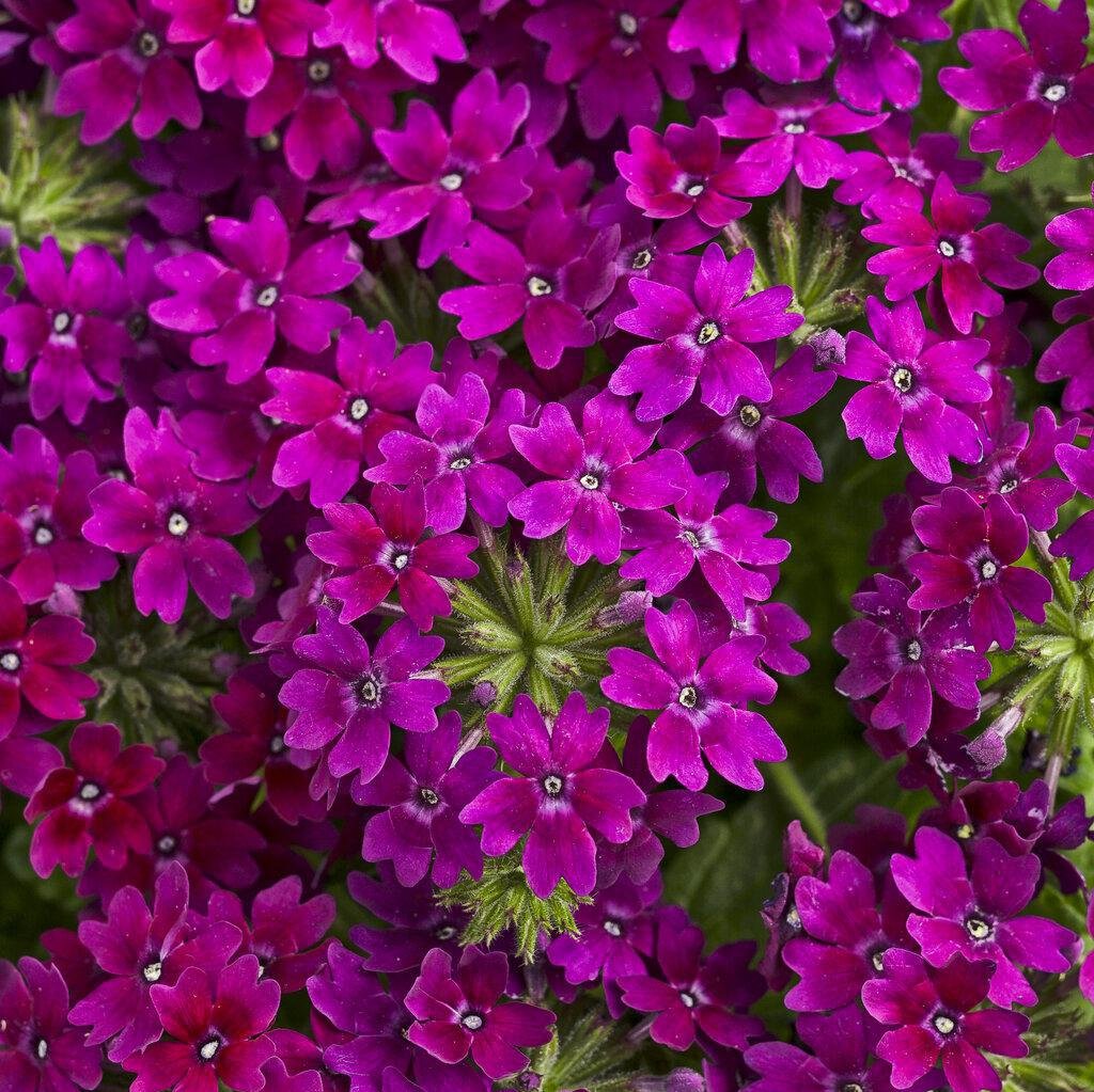 Superbena Royale® Plum Wine Verbena | Proven Winners®