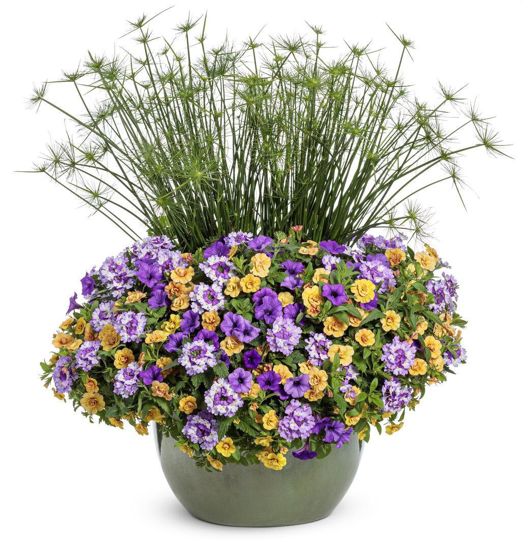 Graceful Grasses® Queen Tut™ Dwarf Papyrus | Proven Winners®