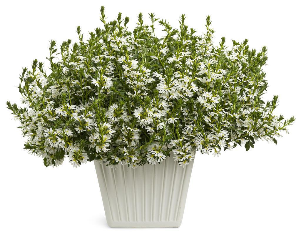 Whirlwind® White Scaevola | Proven Winners®