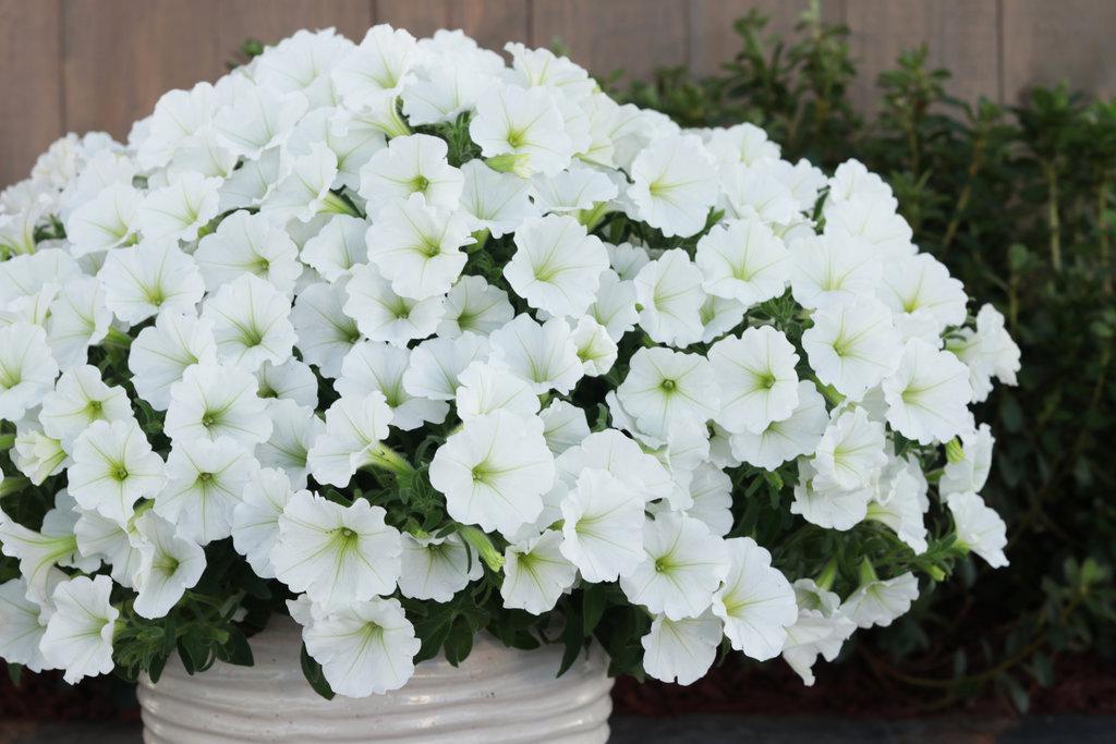 Supertunia Vista® Snowdrift™ Petunia | Proven Winners®